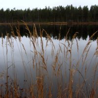 *** :: Галина Полина