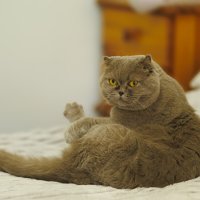 Что смотрите! Кровать общая, а не только ваша!) :: Светлана Тихонина