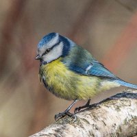 Лазоревка. :: Nik Lovec