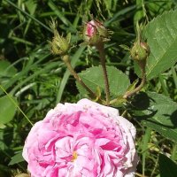 Роза :: Freddy 97