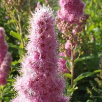 Спирея :: Freddy 97