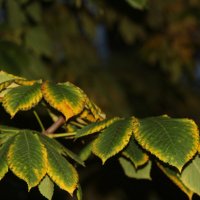 Прощание с октябрем в Михайловском саду :: Наталья Герасимова