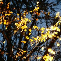 Прощание с октябрем в Михайловском саду :: Наталья Герасимова