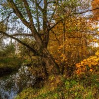 Осеннее утро 7 :: Андрей Дворников