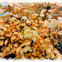 ЕЩЁ ОСТАЛИСЬ КРАСКИ . 1 НОЯБРЯ. :: Лия ☼