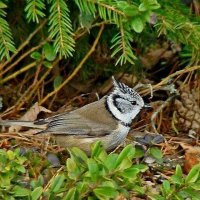 гренадёрка :: gawrilа - dan