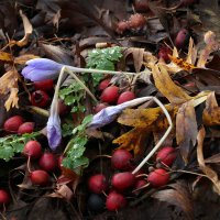 Ботсад МГУ 1 ноября :: Михаил Бибичков Ботсад МГУ 1 ноября :: Михаил Бибичков