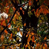 Осень 40 :: Алексей Кузнецов