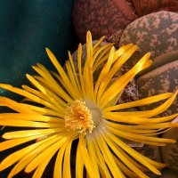 Живой камень! Литопс :: Александр Деревяшкин Живой камень! Литопс :: Александр Деревяшкин