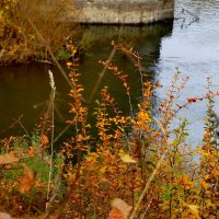 природа 30 октября 13 :: Александр Прокудин