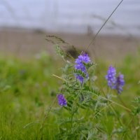 В парке Кандалакши :: esadesign Егерев