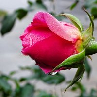 Цветут розы на городской клумбе в ноябре. :: Милешкин Владимир Алексеевич 