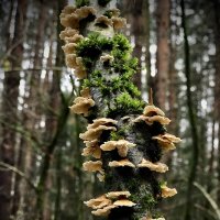 Урожайное дерево) :: Любовь 