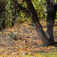 Осенний вид :: Юрий Гайворонскiий