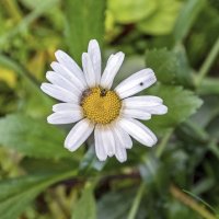 Увядающая :: Валерий Иванович Увядающая :: Валерий Иванович