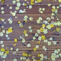 Осенний фон :: Валерий Иванович