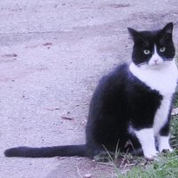 Загрустил :: Людмила Смородинская Загрустил :: Людмила Смородинская