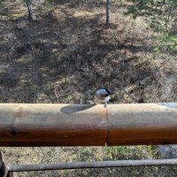 Птичка невеличка. :: Андрей Хлопонин