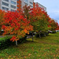 Новочебоксарск. Рябиновая аллея по ул. 10-й Пятилетки. :: Пётр Чернега