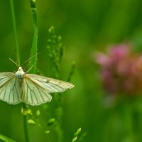 3990 :: Alex . 3990 :: Alex .