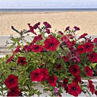 В кафе на берегу моря. :: Валерия Комова В кафе на берегу моря. :: Валерия Комова