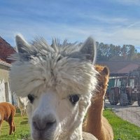 А у меня новая прическа :: vladimir 