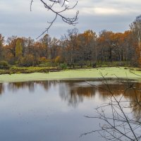 Лесное озеро :: Сергей Цветков