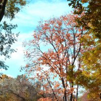 Осенний этюд :: Валентин Семчишин