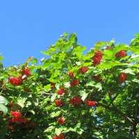 август :: Елена Шаламова