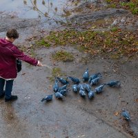 Кормление голубей :: Александр Синдерёв