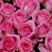 Розовые розы.... :: Алёна Савина