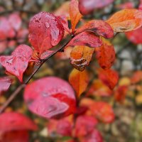 ***осенний привет*** :: Olga Oskolkova ***осенний привет*** :: Olga Oskolkova