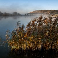 Камыш. :: Сергей Воротников