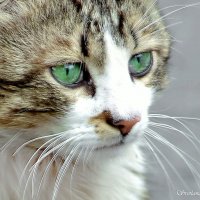 Кошачьи глазки :: Светлана Ищенко