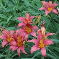 Лилейники :: Freddy 97