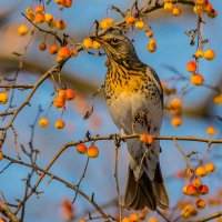 Пожалуй мне этого хватит! :: Nik Lovec Пожалуй мне этого хватит! :: Nik Lovec