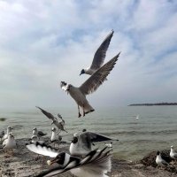 Морской пейзаж :: Оксана Новик 