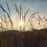 сухие травы :: Артём 