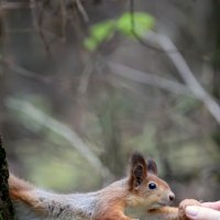 Голкипер :: Александр Кондаков
