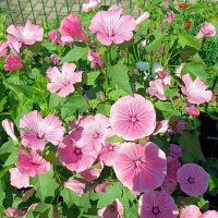 Лаватера. :: Ирина *** Лаватера. :: Ирина ***