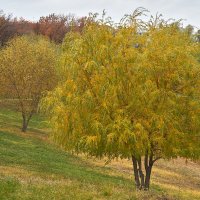 Осень в Новокуйбышевске :: Олег Манаенков