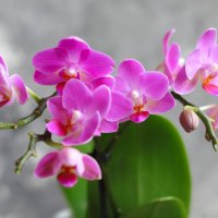 Моя коллекция орхидей :: Irene Irene