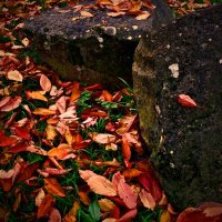 Осень 39 :: Алексей Кузнецов