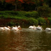 На прогулке :: Юрий. Шмаков