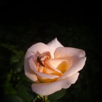 Роза. :: Александр 