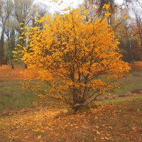 *** :: Сергей Григорьев