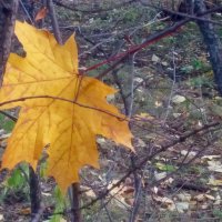 Зацепился лист кленовый :: Galina Solovova