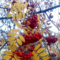 Красуется рябина в ноябре :: Galina Solovova