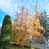 Осень :: Сапсан 