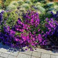 Сентябринки в октябре! :: Надежда